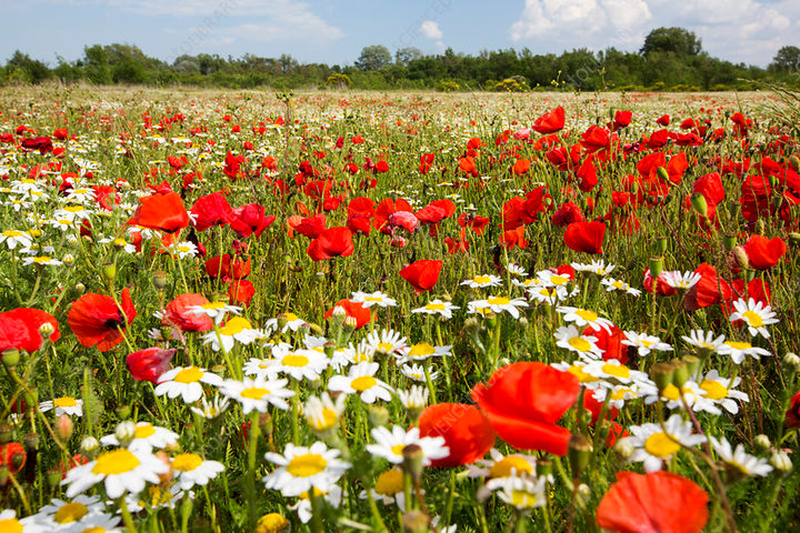 What Happens When You Make The Switch To Natural Perfume